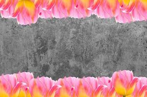 Pink Tulips, frame  Fresh spring tulips flowers with space for text  on cement  background photo