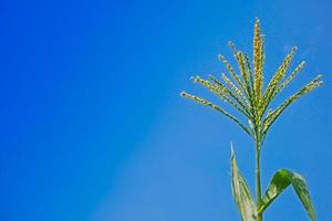 Corn flower against blue sky, Raw corn on plant, flower of field corn photo