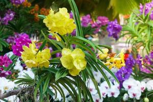 Bouquet of yellow orchids flower close up under natural lighting outdoor, are orchids blooming in the garden photo