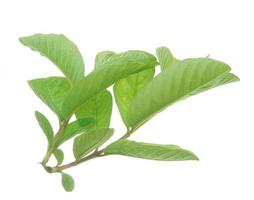 Guava leaves isolated on white background. photo