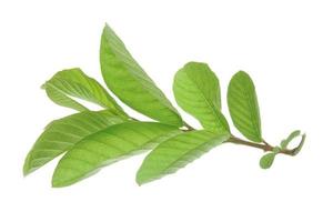 Guava leaves isolated on white background. photo