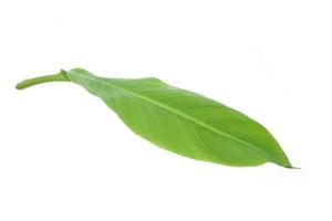 banana leaf isolated on white background, with clipping path. photo