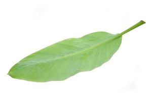 banana leaf isolated on white background, with clipping path. photo