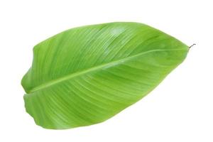 banana leaf isolated on white background, with clipping path. photo