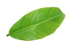 banana leaf isolated on white background, with clipping path. photo