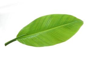 banana leaf isolated on white background, with clipping path. photo