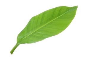 banana leaf isolated on white background, with clipping path. photo