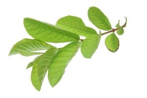 Guava leaves isolated on white background. photo