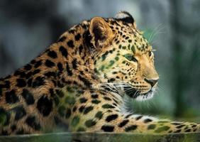 Amur leopard in zoo photo