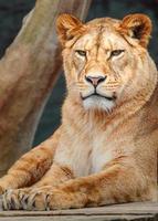 North African lion photo