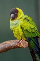 Nanday conure on branch photo