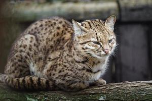 Geoffroys cat on branch photo