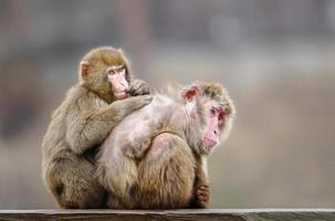 par de japonés macacos foto