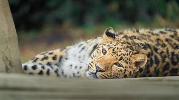 Amur leopard in zoo photo