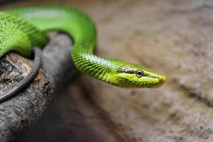 Arboreal ratsnake in terrarium photo