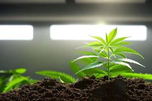 Young cannabis marijuana plant indoor growing at the soil. photo