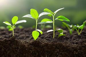 Young vegetable indoor growing at the soil. photo