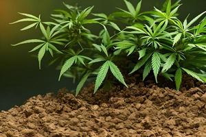 Cannabis marijuana plant indoor growing at the soil. photo