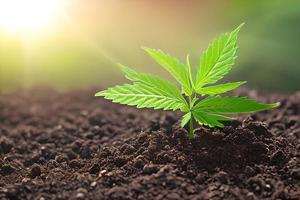 Young cannabis marijuana plant indoor growing at the soil. photo