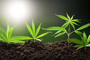 algunos joven canabis marijuana planta interior creciente a el suelo. foto