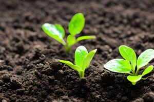 Young vegetable growing at the soil. photo