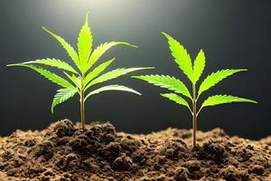 dos joven canabis marijuana planta interior creciente a el suelo. foto