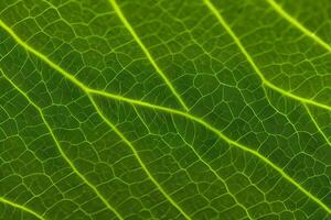 Macro photo green texture leaves background and design material.