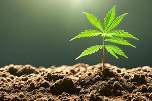 Young cannabis marijuana plant indoor growing at the soil. photo