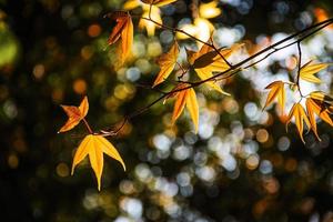 Closeup of maple leaves that change color photo