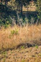 ciervo en el prado fauna silvestre conservación zona foto