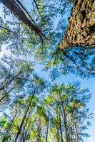 selección enfoque.pino arboles en el bosque , su ramas en contra un azul cielo, un perspectiva ver desde el fondo al thung salaeng luang, Tailandia