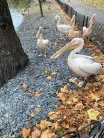 A close up of a Pelican in London photo