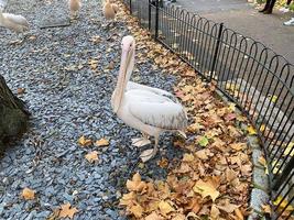 A close up of a Pelican in London photo