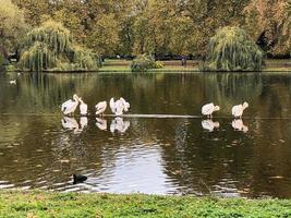 un primer plano de un pelícano en Londres foto