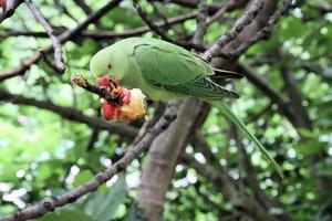 A close up of a Ring Necked Parakeet photo