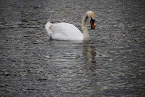 A close up of a Mute Swan photo