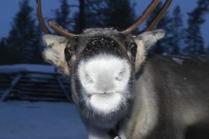 retrato de reno en tiempo de nieve de invierno foto