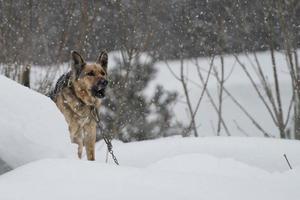 German Shepard dog on the snow background photo