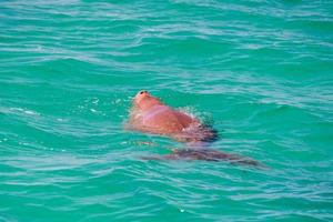 australia dugong while swimming on sea surface photo