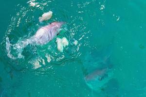 red snappers fish while eating photo