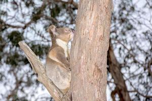 Wild koala on a tree while looking at you photo