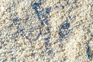 shell beach in west australia photo