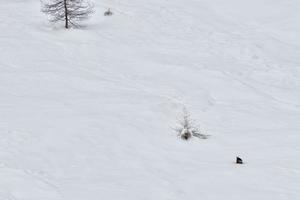 Isolated chamois deer photo