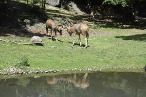 Deer while fighting with horns photo