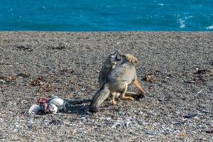 grey fox eating a penguin on the beach photo