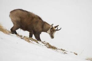 un ciervo de gamuza aislado en el fondo de la nieve foto