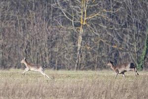 fallow deers while running photo