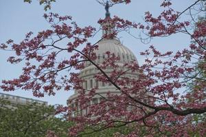 Cherry blossom on Washington DC Capitol background photo