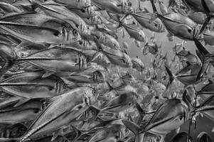 Inside a school of fish underwater in black and white photo