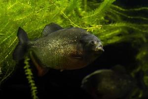 piranha fish detail photo